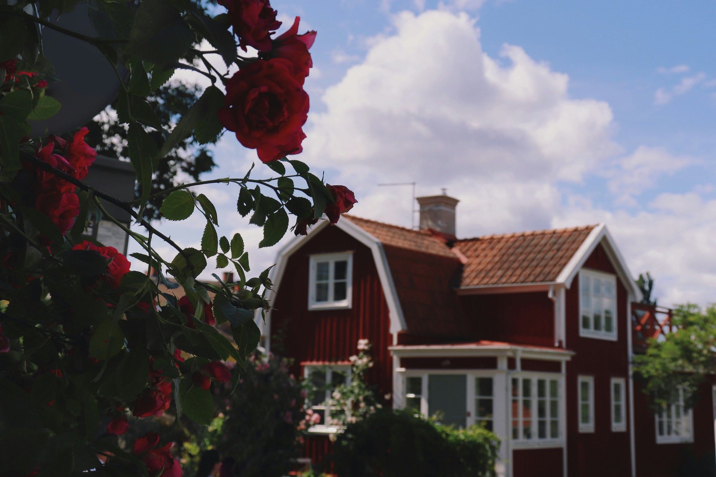 Faluröd villa med vita knutar, tegeltak och glasveranda, rosor i förgrunden